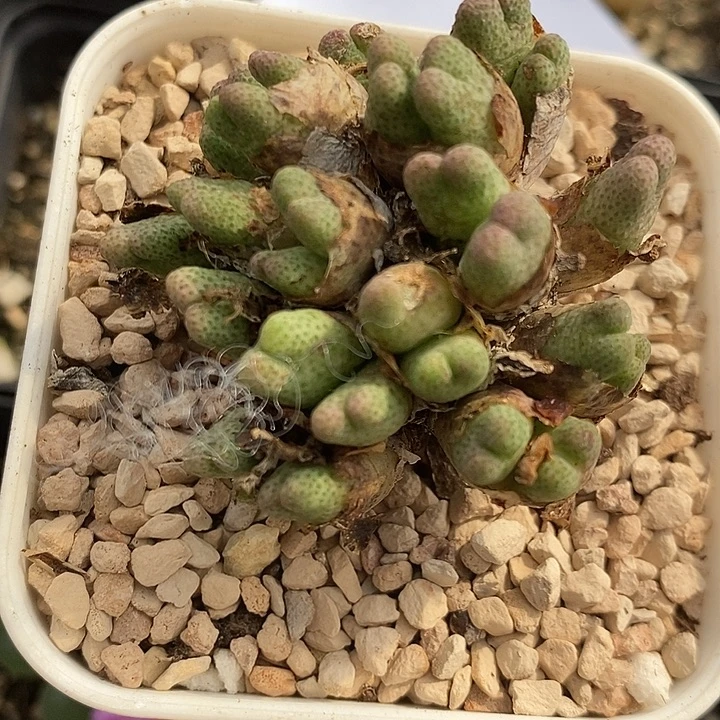 2535斑马一群955D.