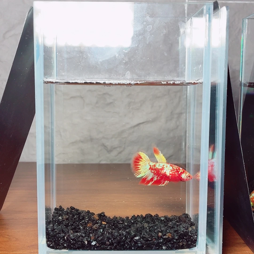 斗鱼彩金半月母鱼