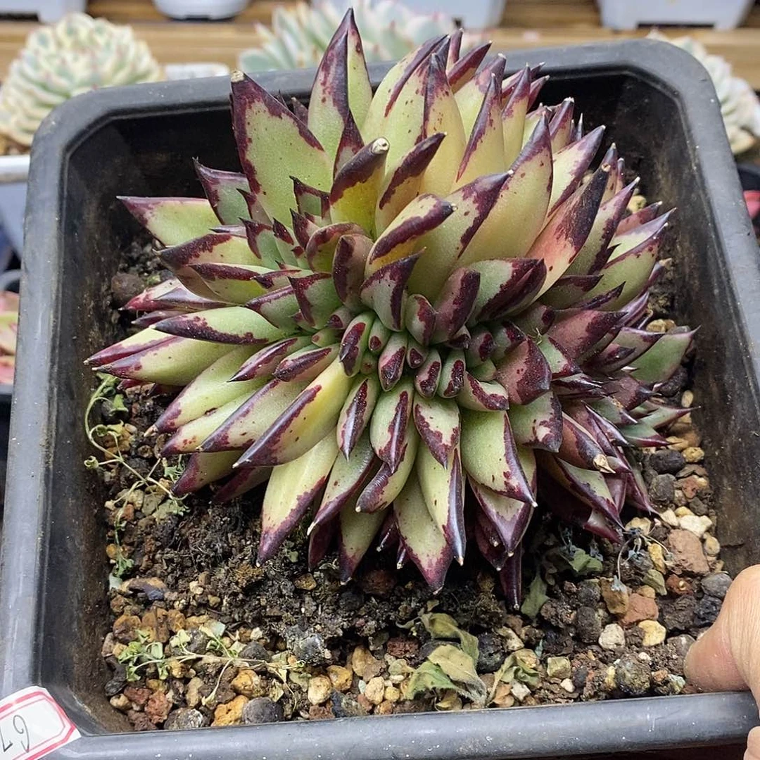 2367 大乌木缀化 需延时发货