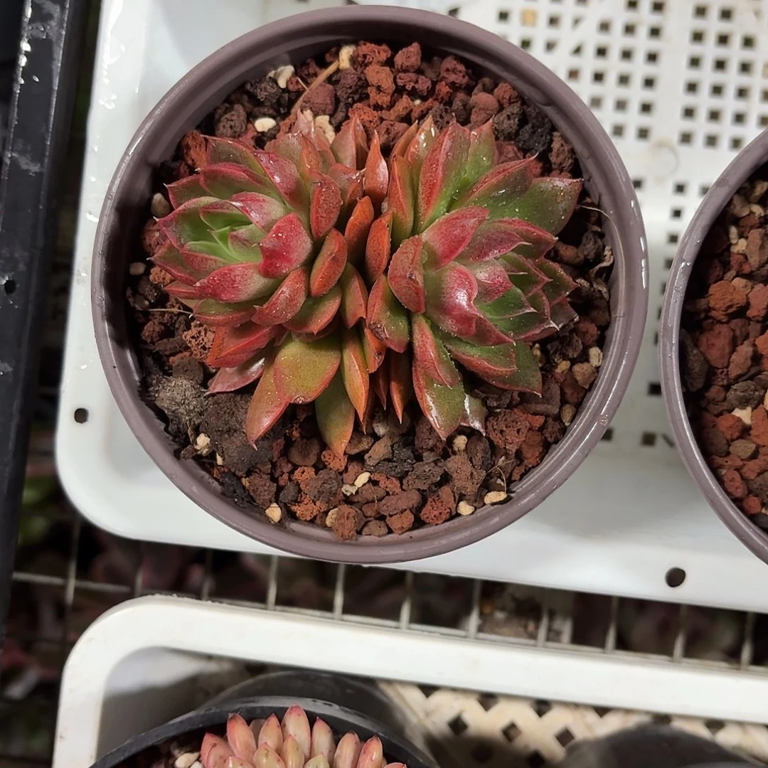 黑茶花新品多肉12