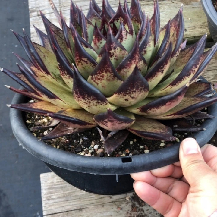 20公分爪系00000000000030