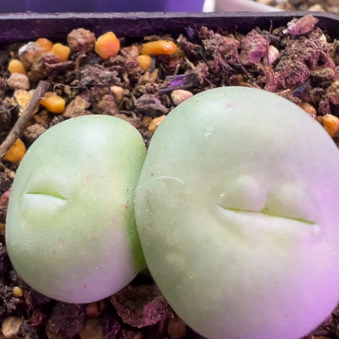 大G大嘴 肉锥植物