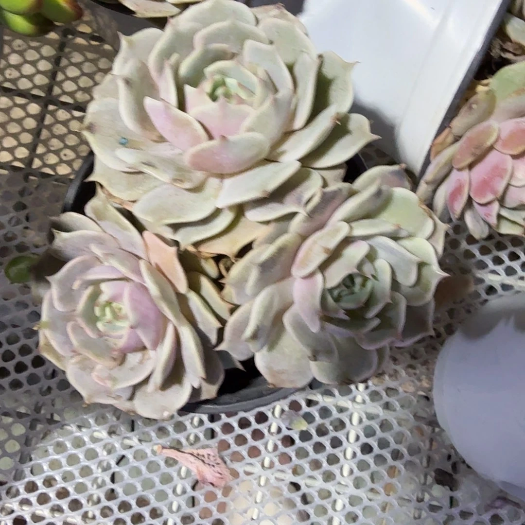 晒伤露娜莲多肉植物