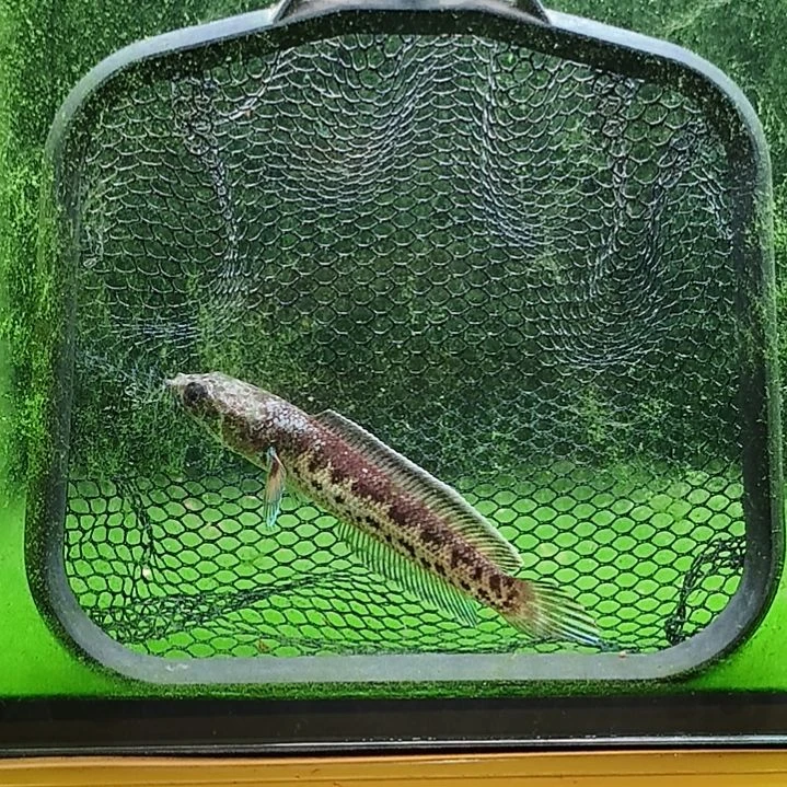 雷龙蛇。。。。。。。。。。。