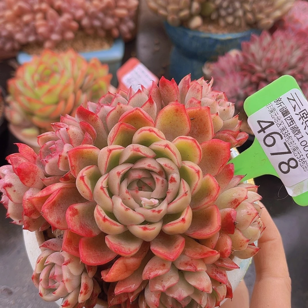 4678绿龙多肉植物