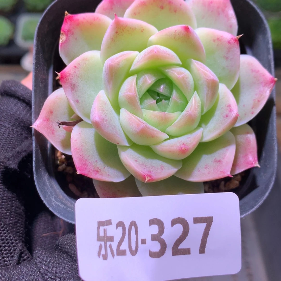乐然20-327 画扇