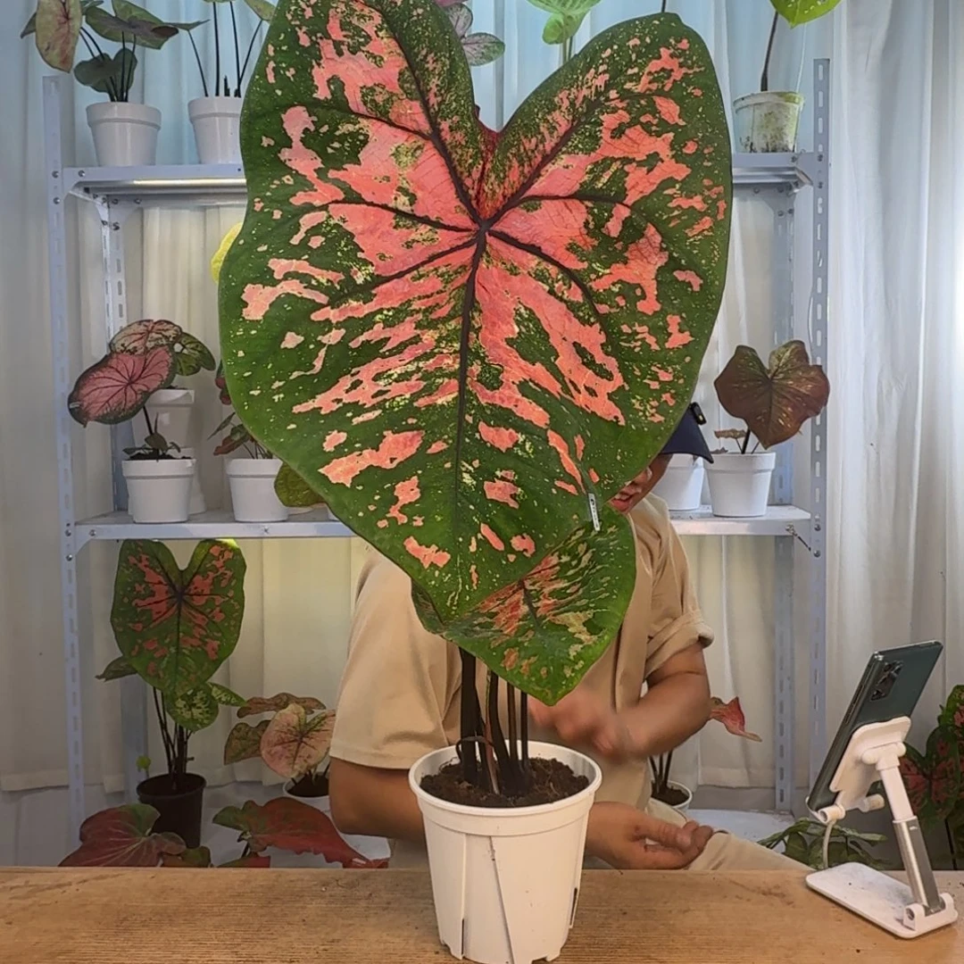 无花朵覆盆子   1026