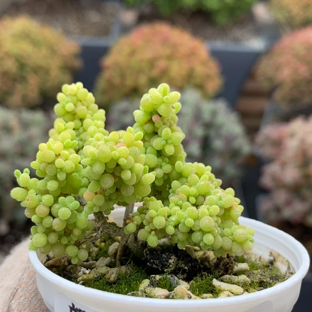 小小米6640枝干番杏