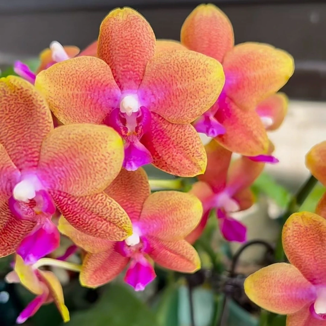 蝴蝶兰进口浓香型相恋博格利室内阳台鲜花绿植盆栽美观四季