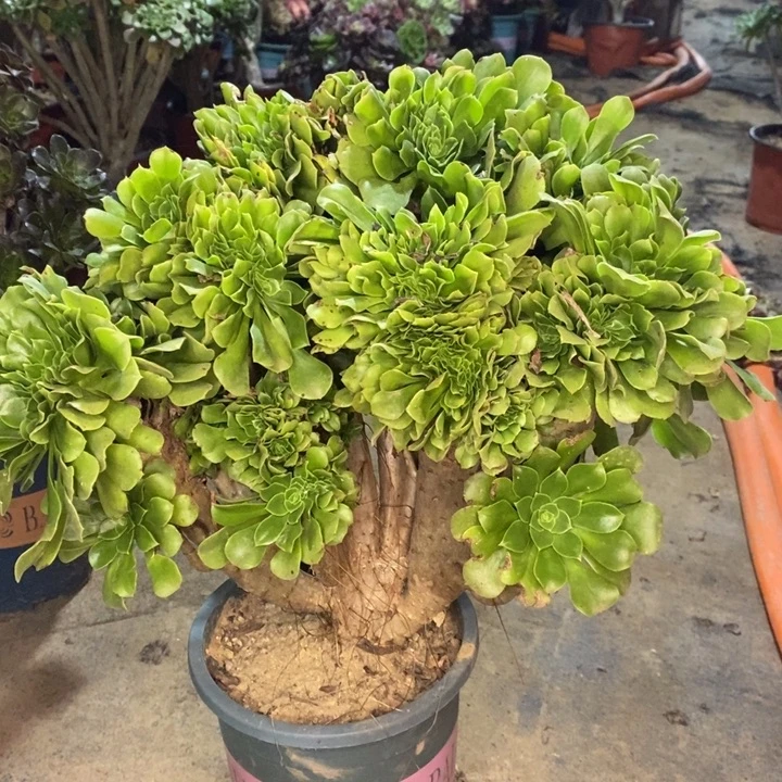 绿羊绒缀多肉植物16