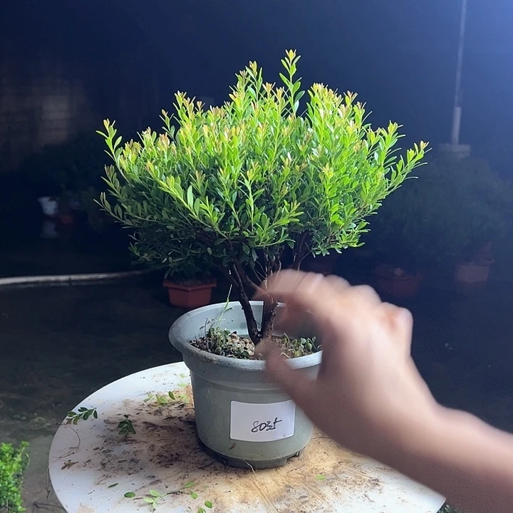 完全开放大*赤楠