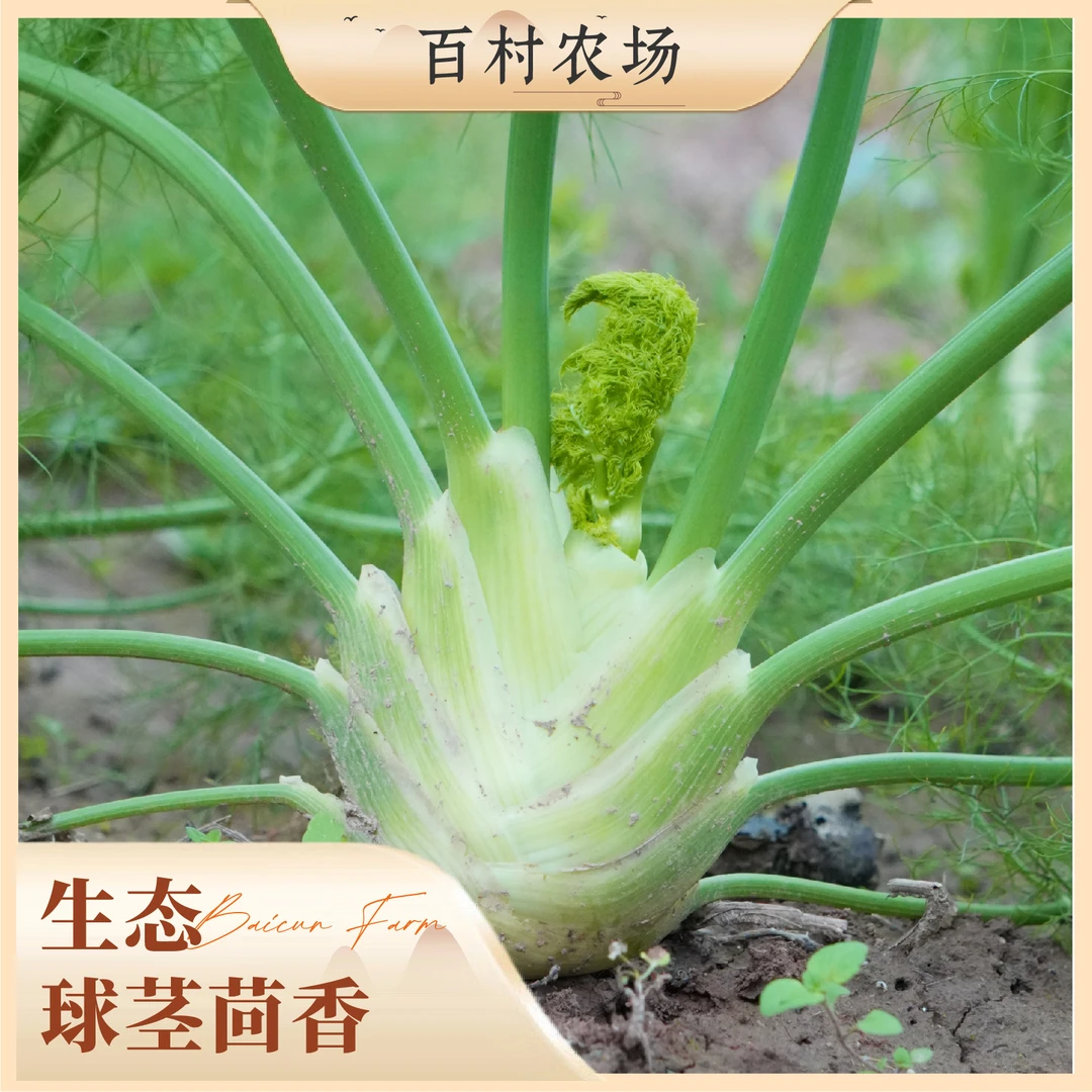 新鲜球茎茴香根头可作西餐特色沙拉食用蔬菜香料
