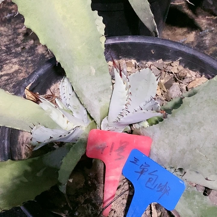 【闪购商品】无花朵龙舌兰特默客