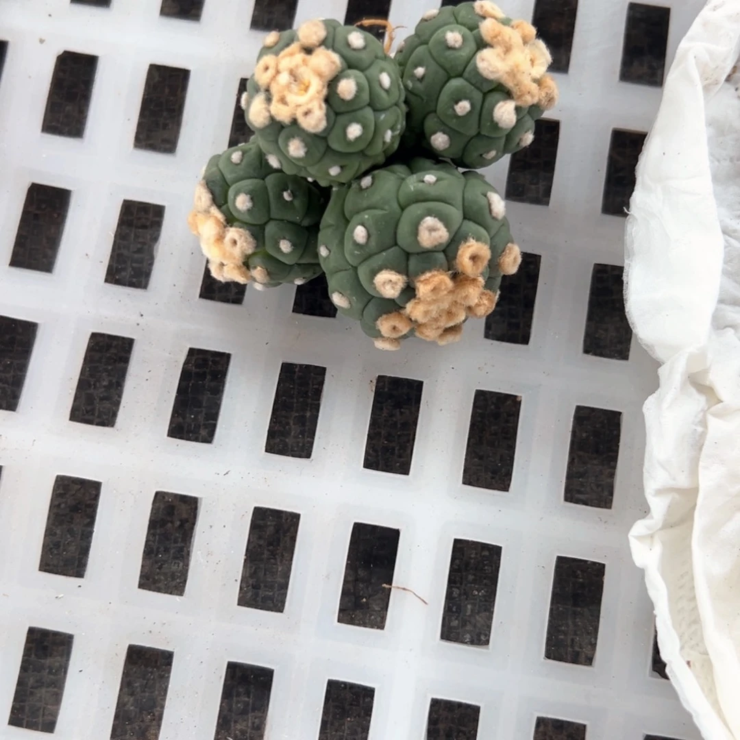 就****05号兜仙人球多肉植物