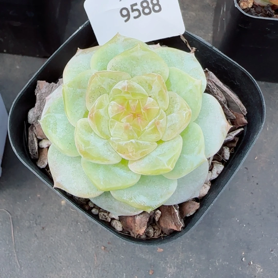 奶芙，9588多肉植物