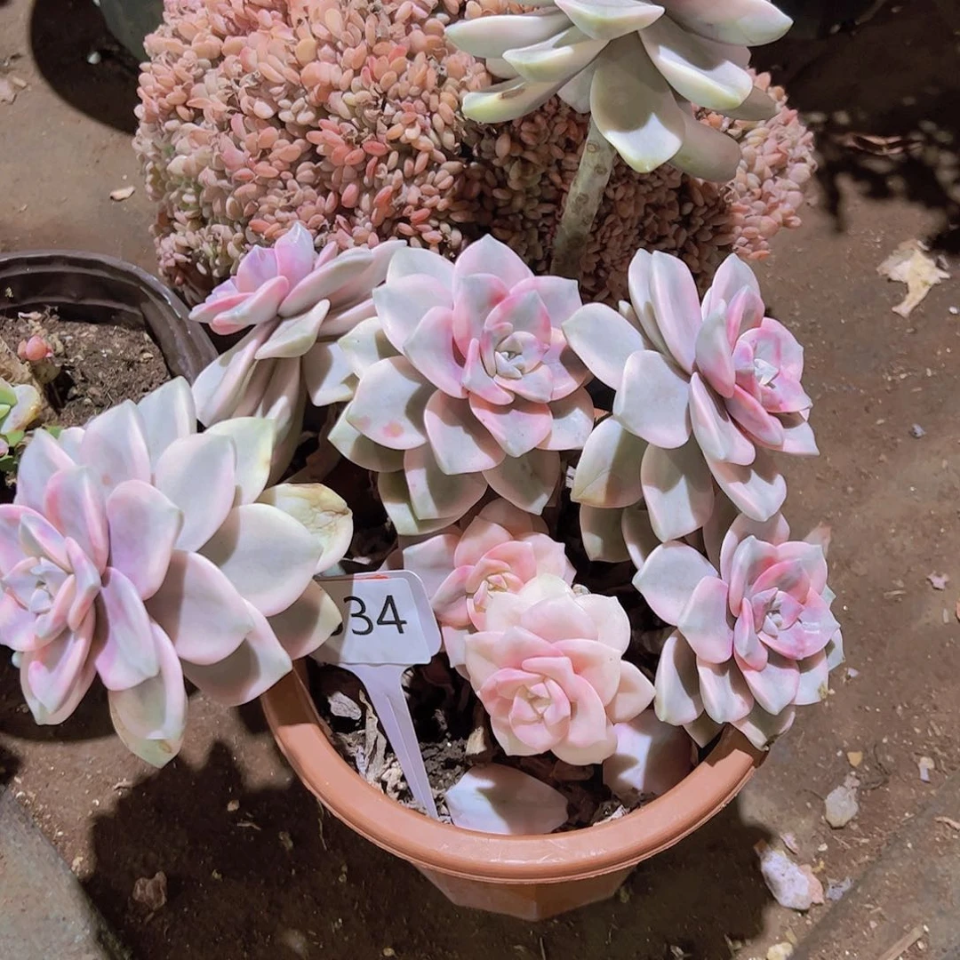 一**州534紫乐锦88元元元