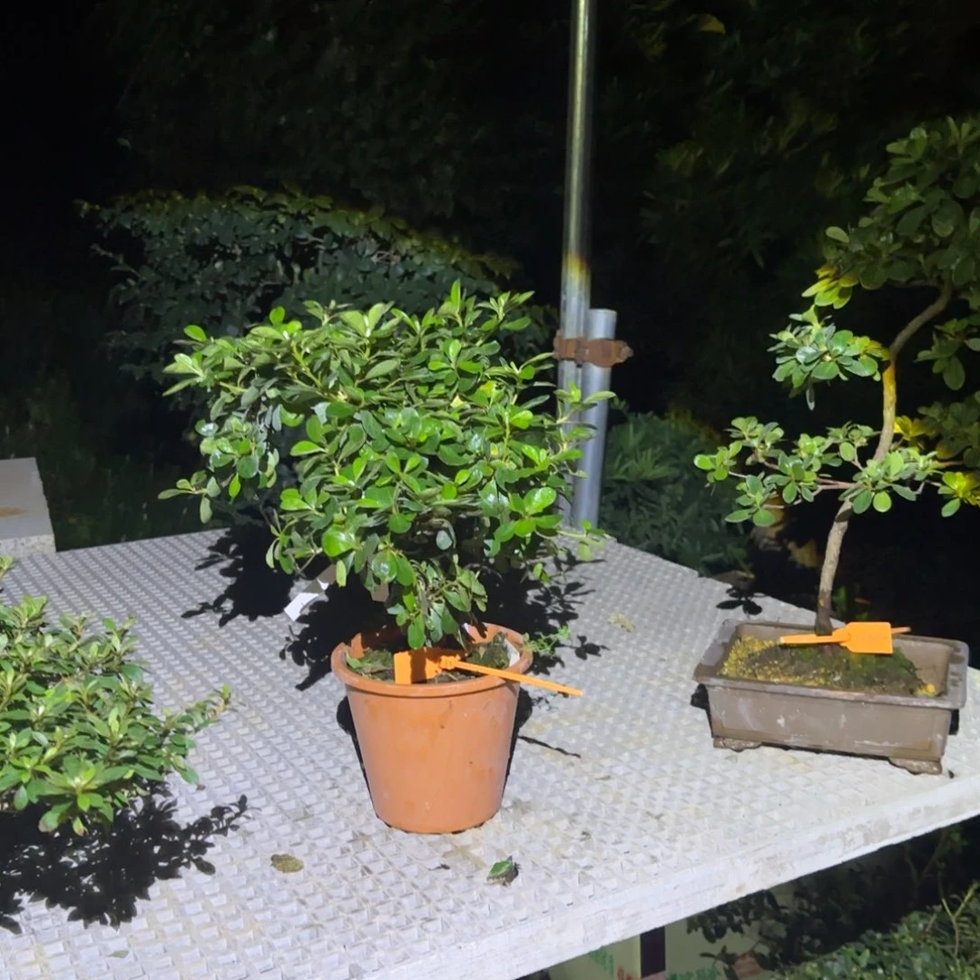 鋮***无花朵花卉苗木等作物