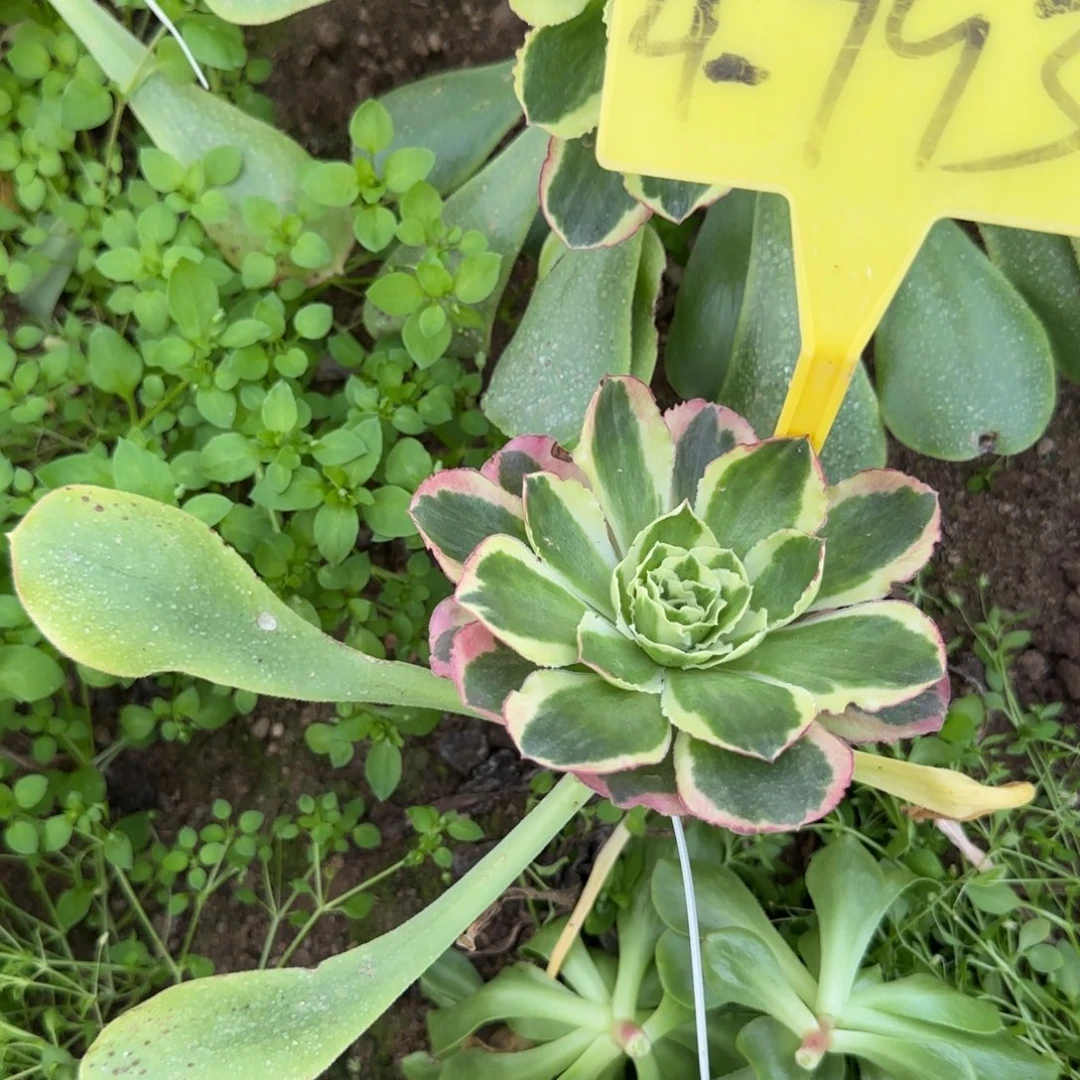 河***司4-793---牡丹多头多肉植物