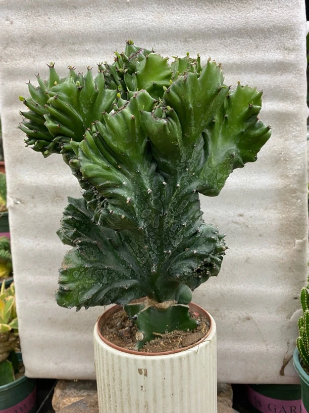 玉麒麟彩麒麟盆栽室内外种植好养易活吸甲醛花卉绿植