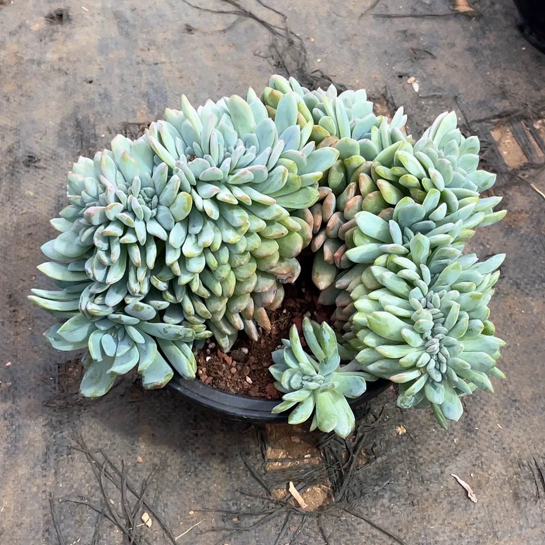 多肉植物多肉植物