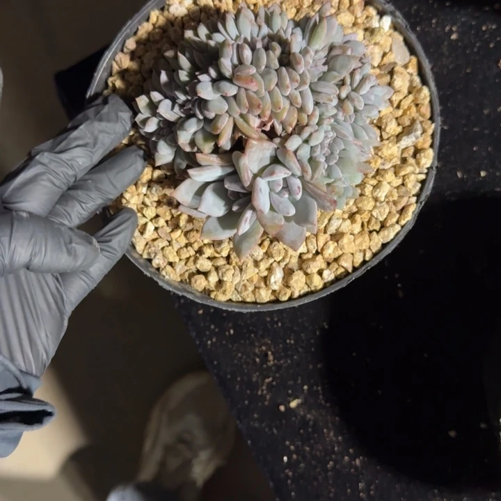 艾***肉10厘米左右一物一拍的