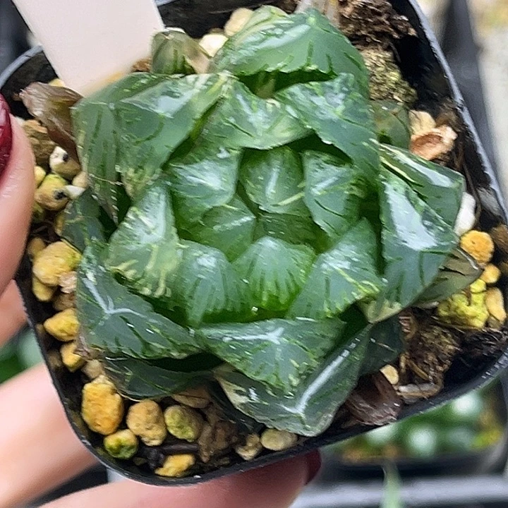 187龙鳞玉露锦头家多肉十二卷