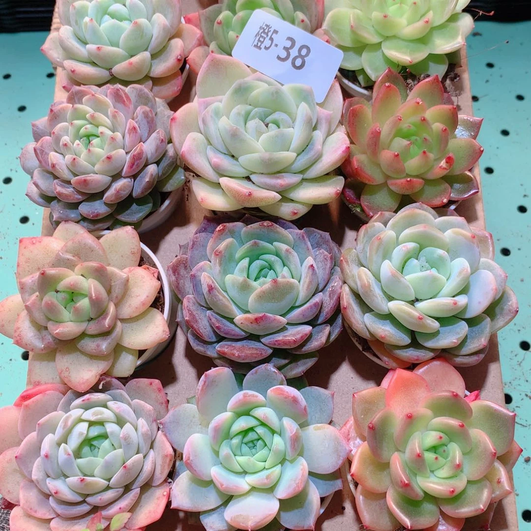 5-38一物一拍多肉带盆18颗