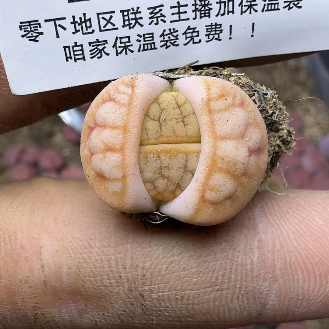 1556 哈哈哈哈哈哈哈哈哈哈哈哈