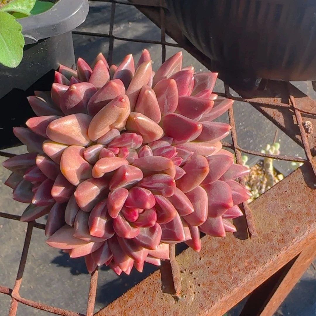 【闪购商品】五头迷雾泡泡59.9