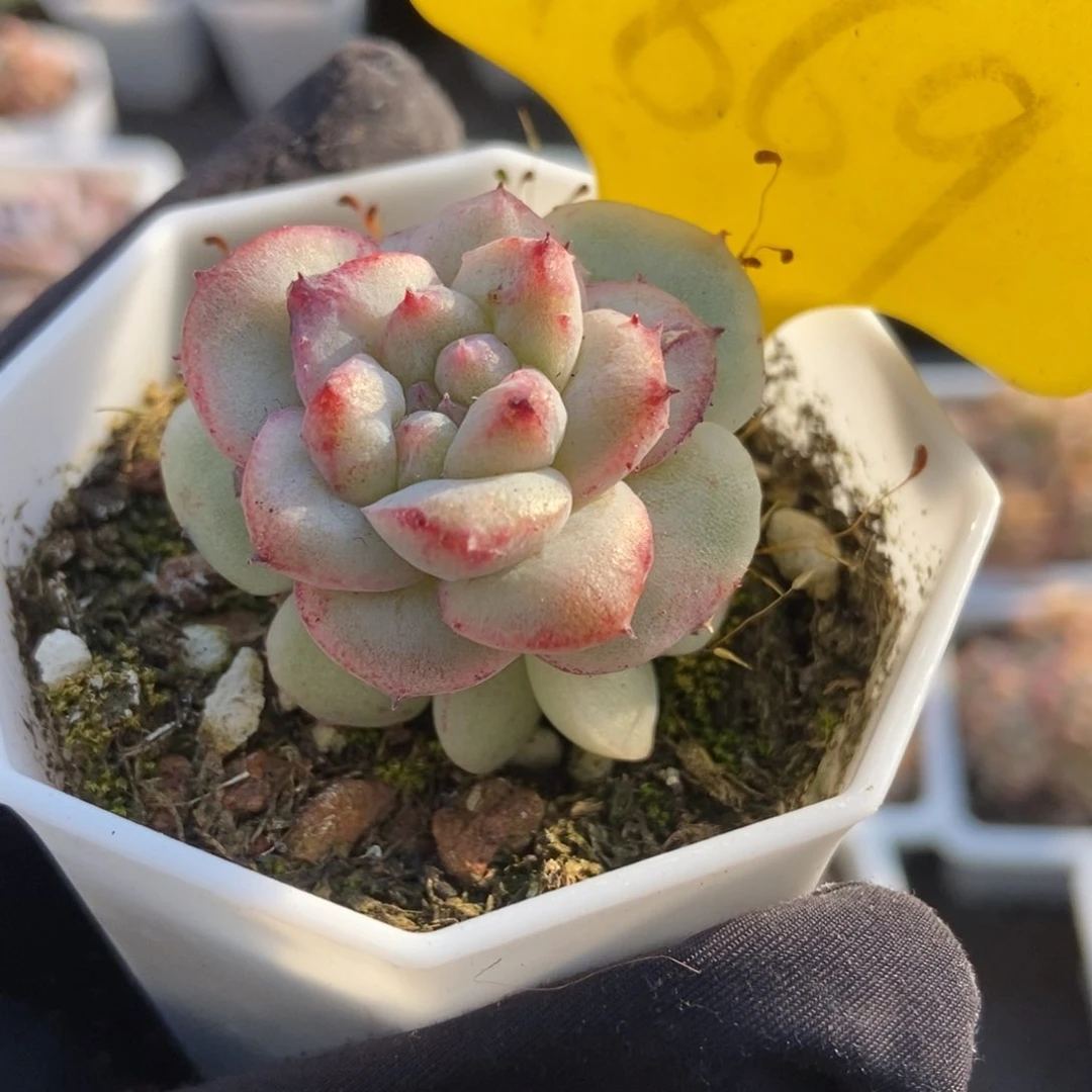 1869二八石化多肉植物保护