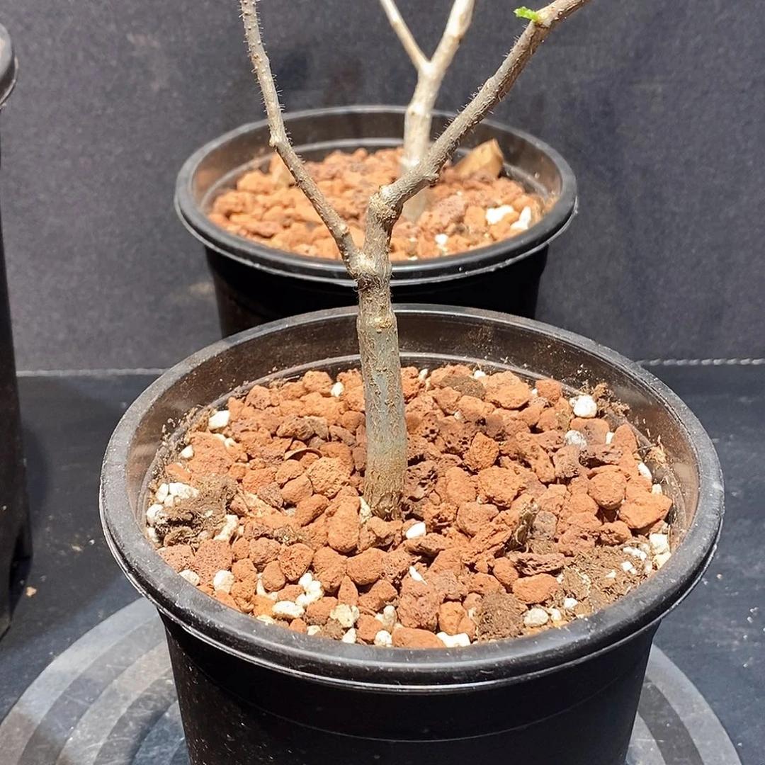 滔天没药实生一个