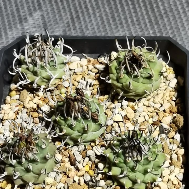 E***.实生升云龙一物一拍