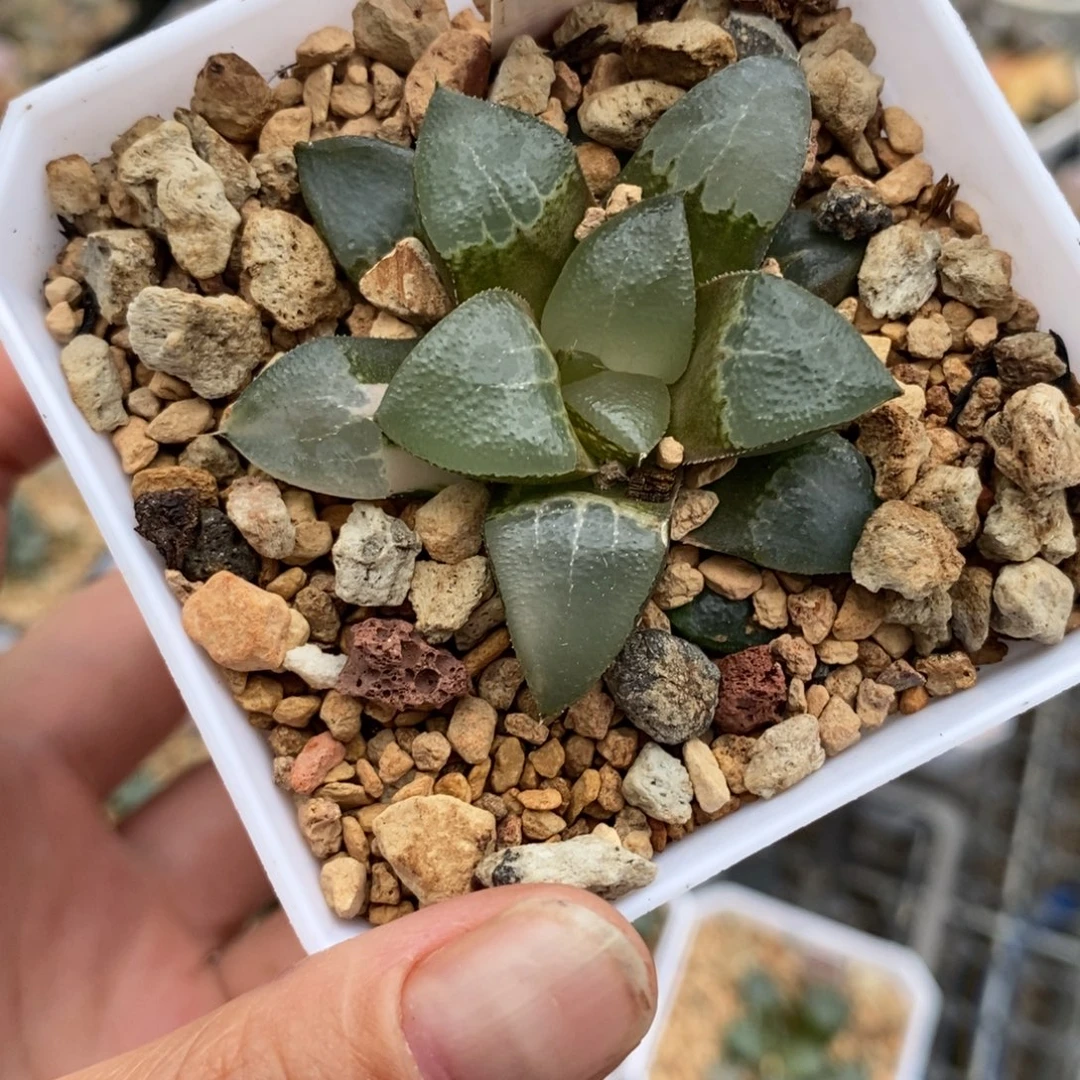 154木叶克锦一物一图