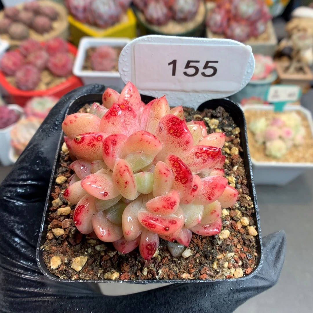 155 刚毅朵朵缀多肉