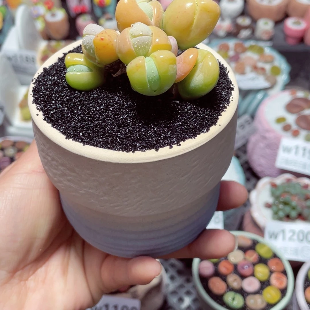 w1204 带盆土发货-零下地区拍保温箱