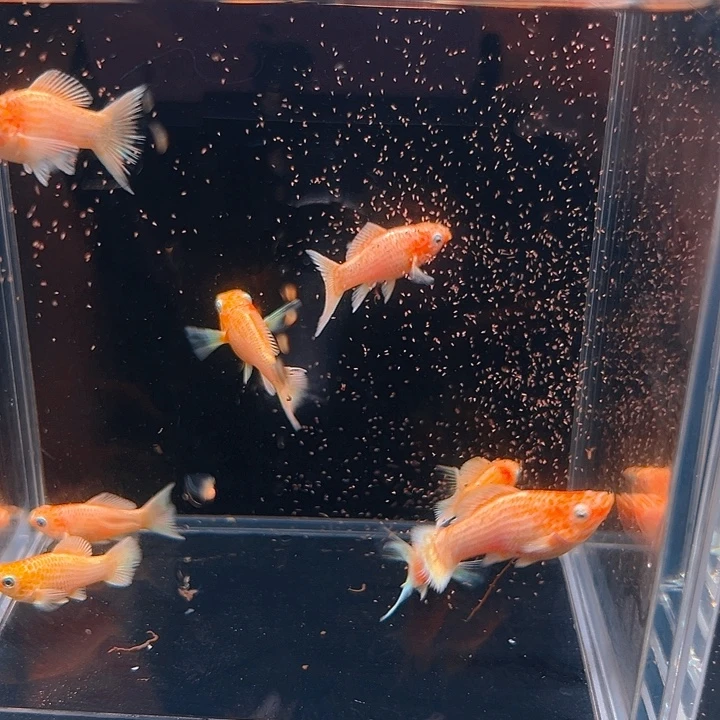 孔雀鱼精品黄金玛丽球苗4条