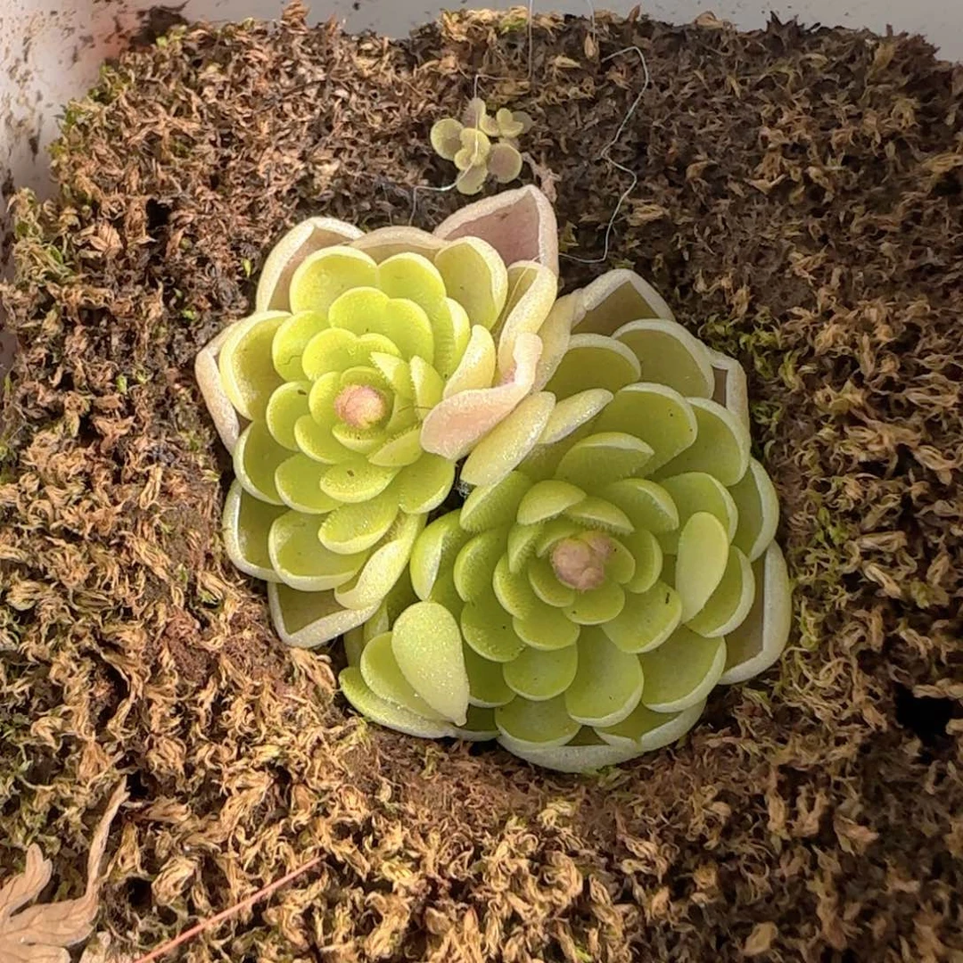 多肉1228-145捕虫堇