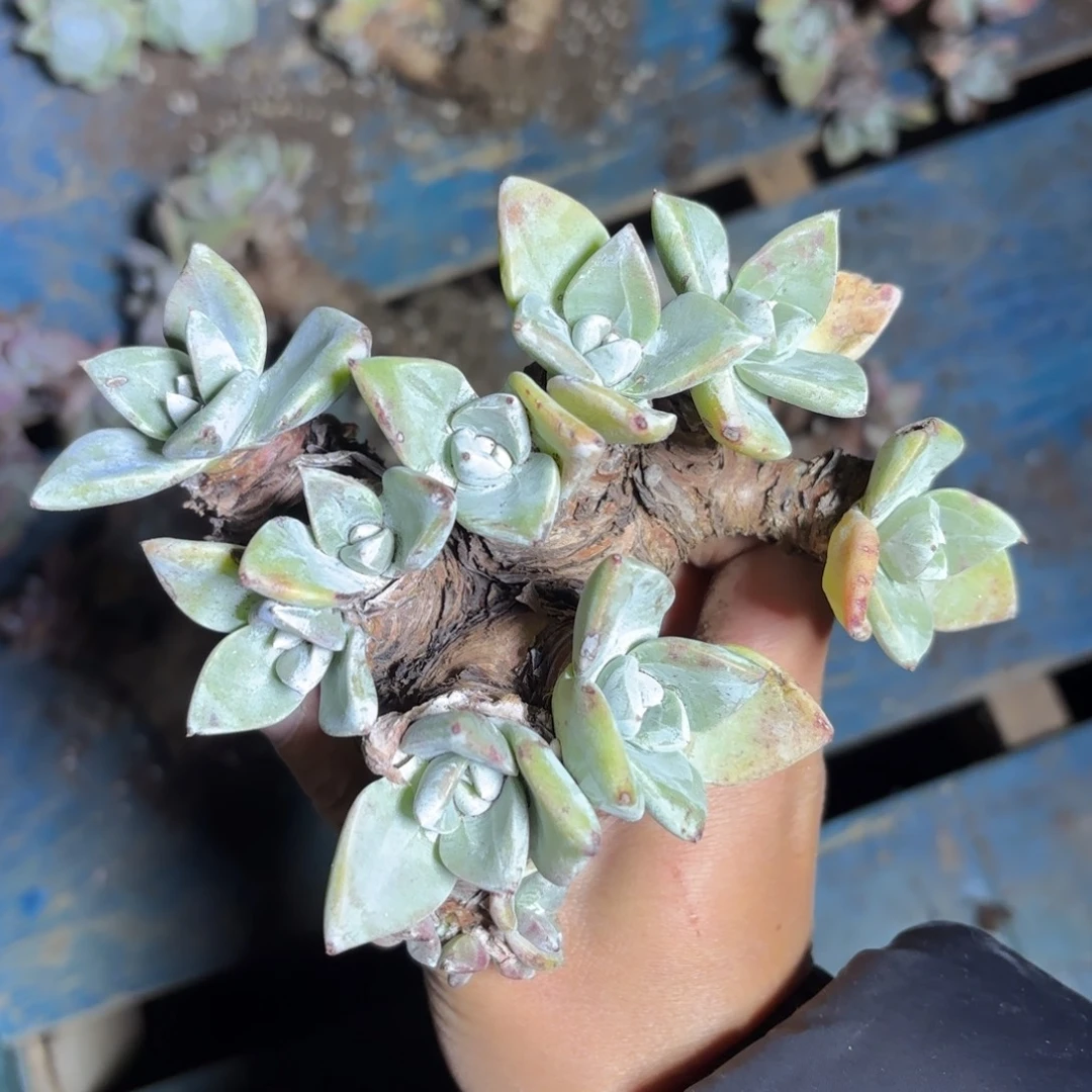 泡芙，仙女杯多肉。