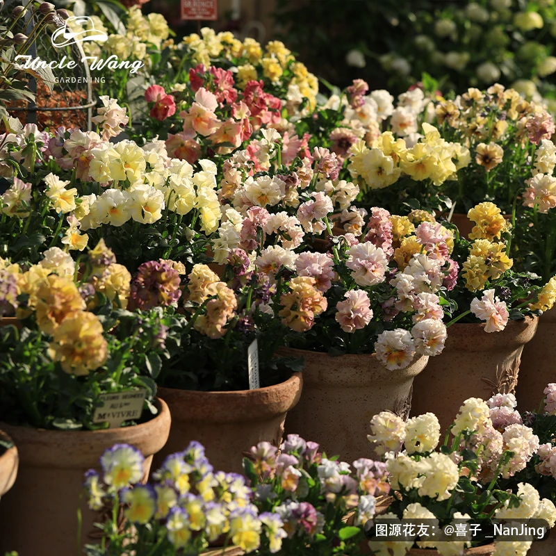 种花王大爷 角堇花苗盆栽阳台皱边德古拉冬季耐寒易爆花期长