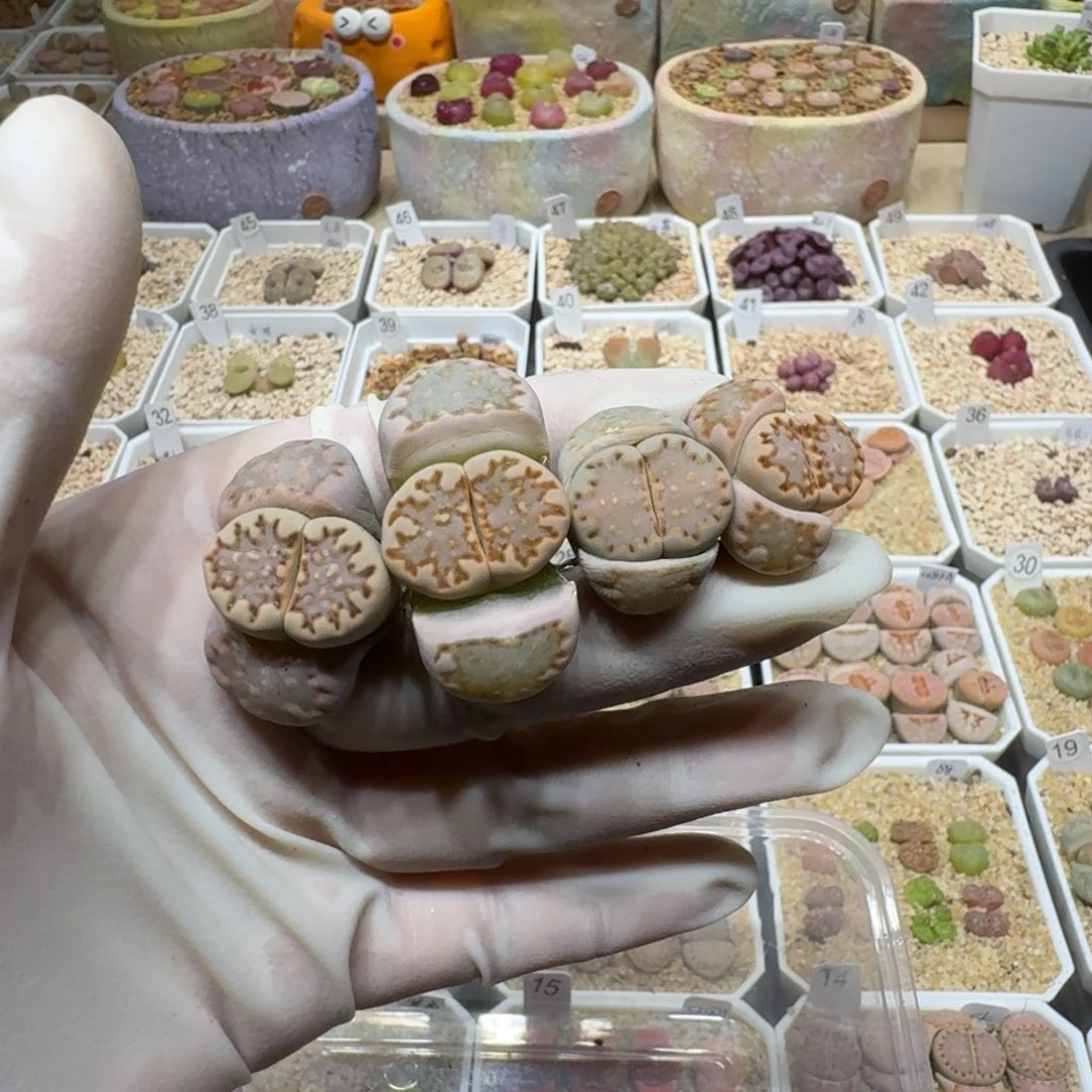 咔**子0303-08饼干编号s'k