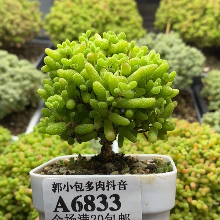 2*6蜜橘糖球6833枝干番杏