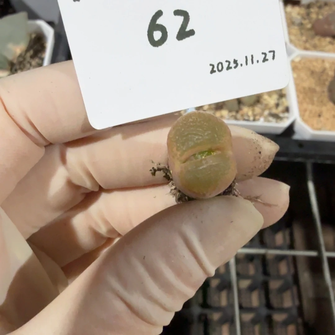 是***懒多肉多肉多肉11.27-062 风铃5.6km