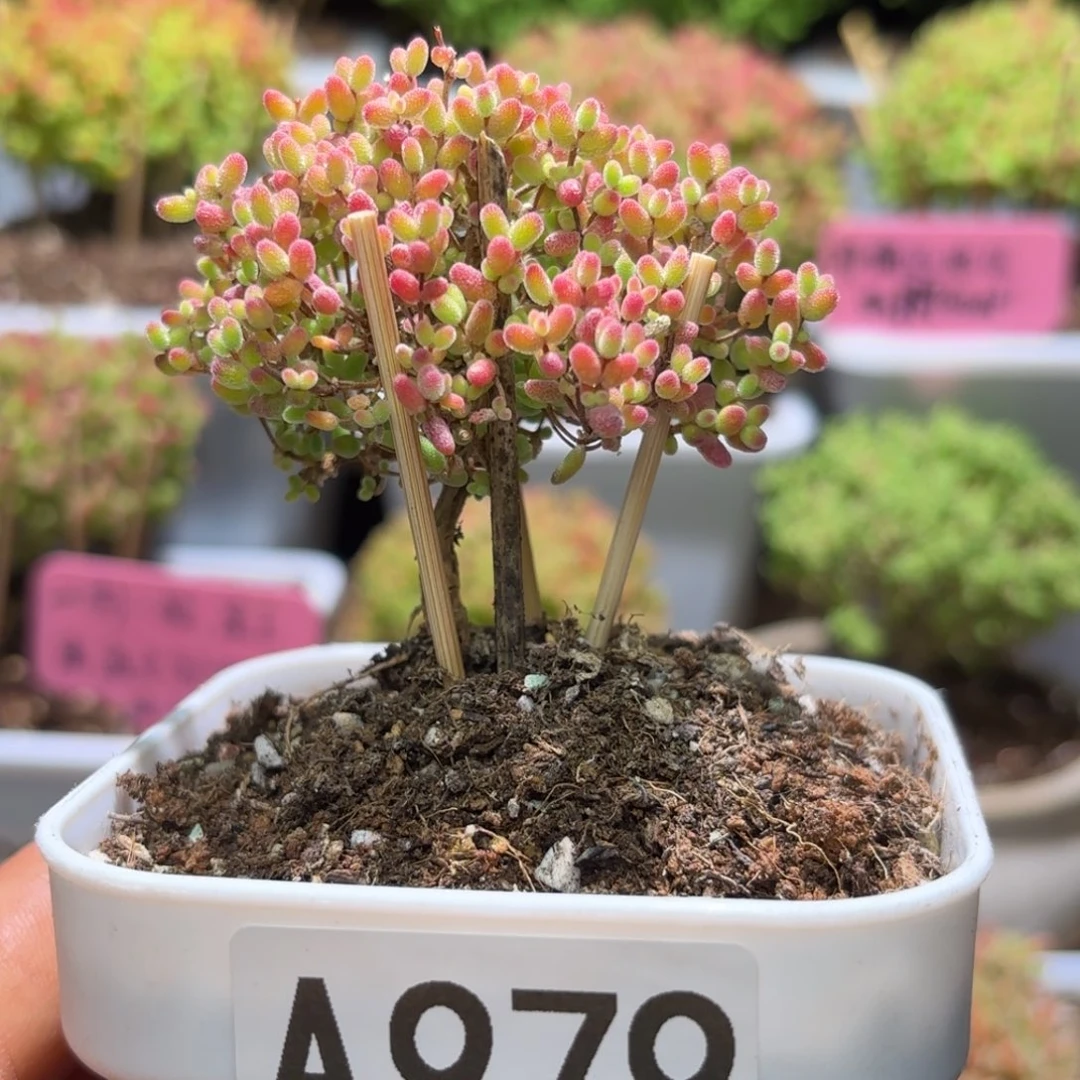 枝干番杏蜜橘A979