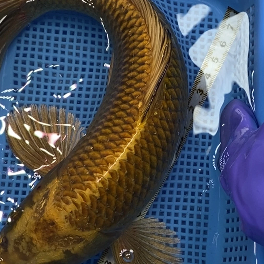 锦鲤冷水锦鲤包邮