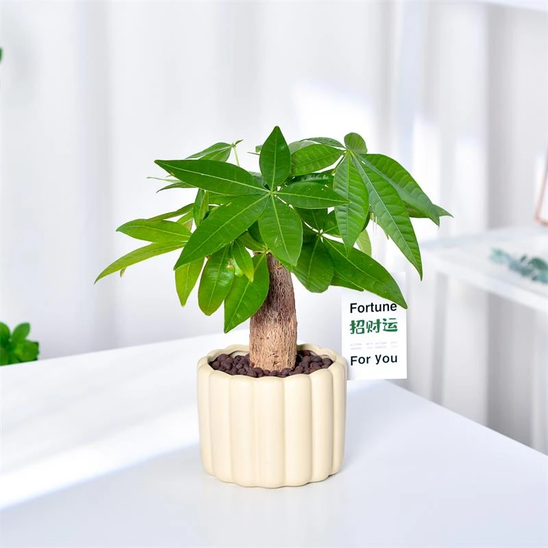 发财树小盆栽室内植物水培客厅招财摆件新款花卉绿植盆景好养易活