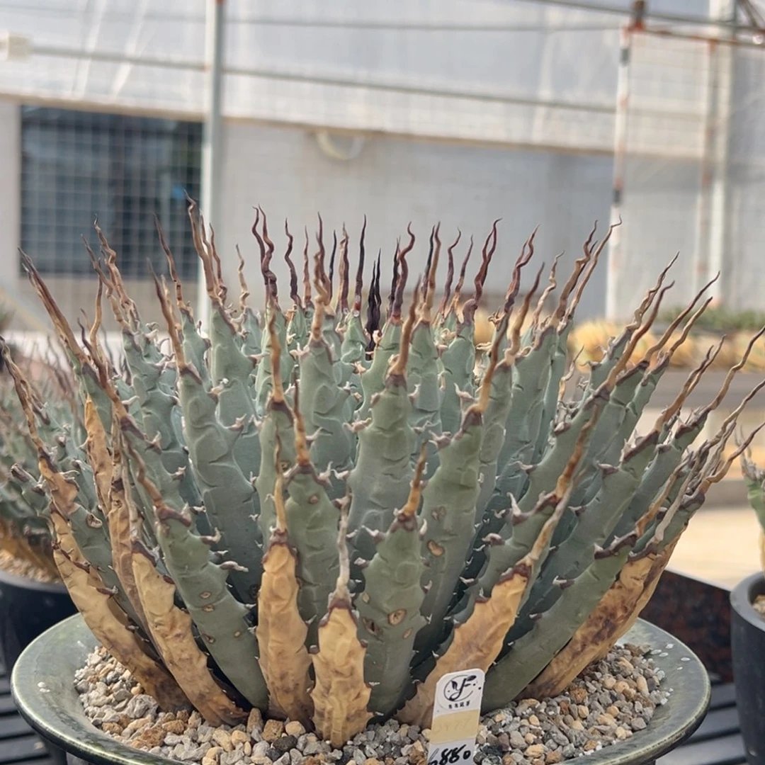 无花朵熟桩带盆 8折价 冠服25公分 折叠刺