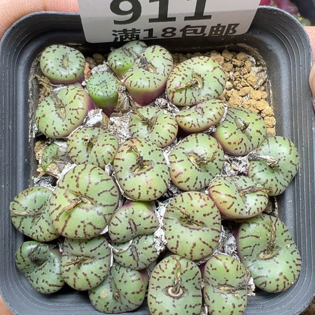 【闪购商品】911……