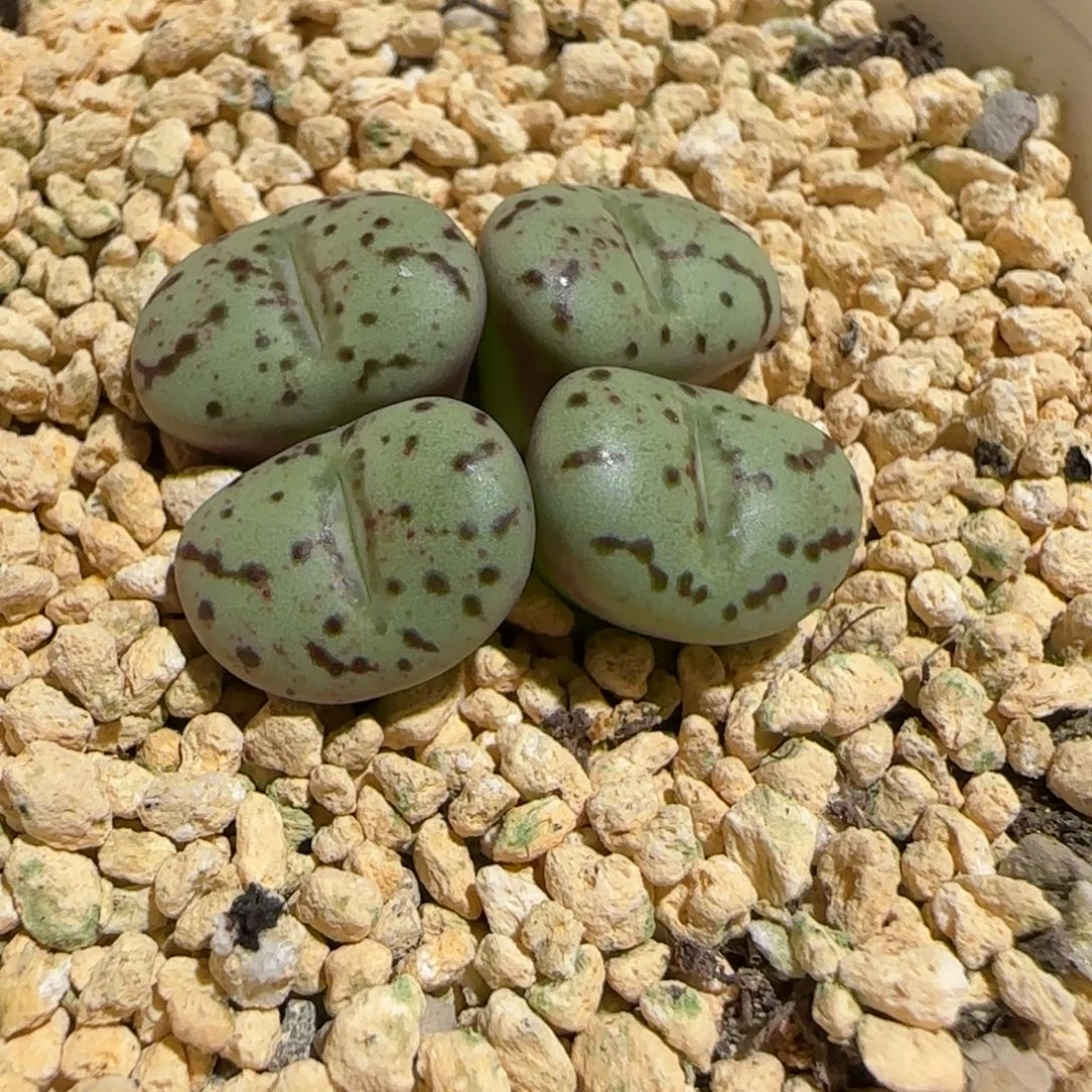 肉锥多肉植物组合-荷叶1257