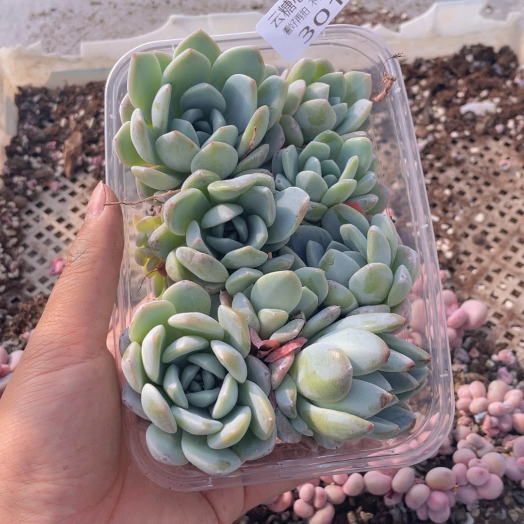 云糖心多肉植物301