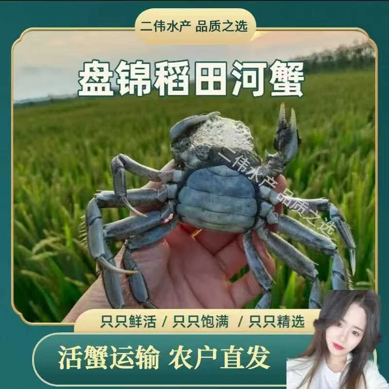 【活蟹】盘锦河蟹海鲜稻田蟹母蟹1-1.2两27-30只顺丰包邮